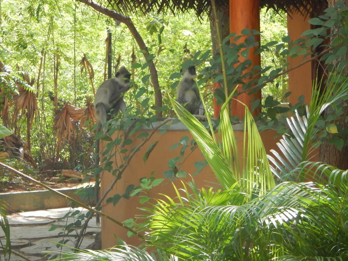 Sarada Beach Resort Yala Tissamaharama Exteriör bild